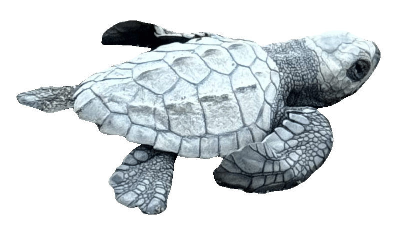 Schildkröte Image